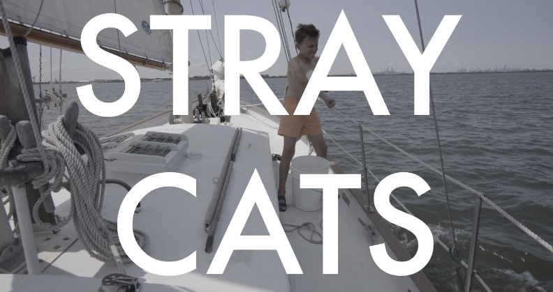 Stray Cats Teaser